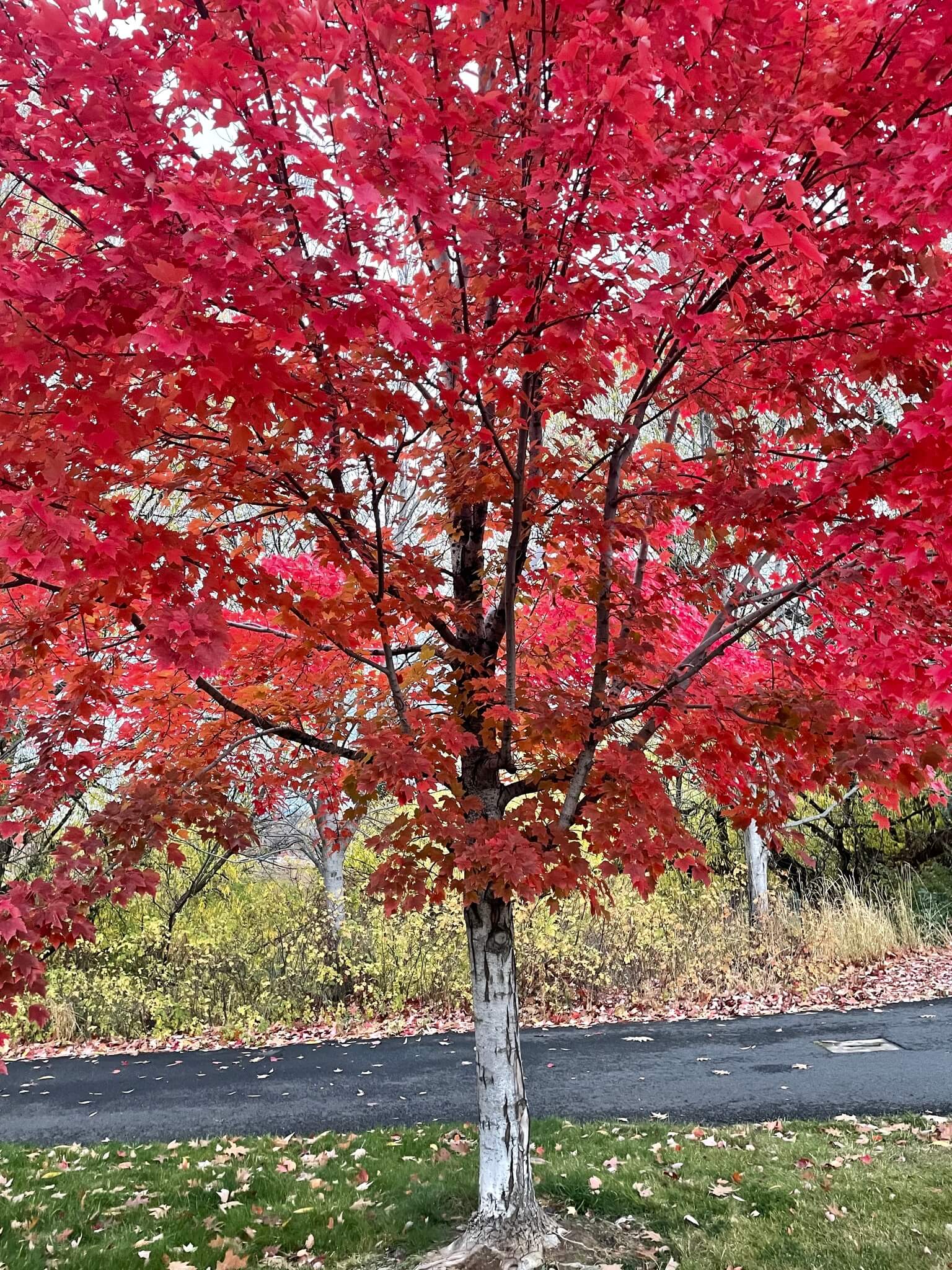 Acer rubrum var. October Glory